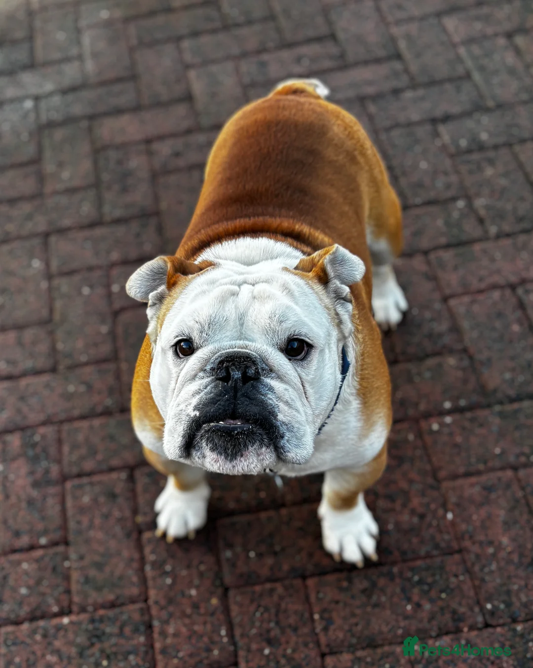 English Bulldog dogs for stud: Mr Belvedere English Bulldog available for stud in Carlisle - Advert 10