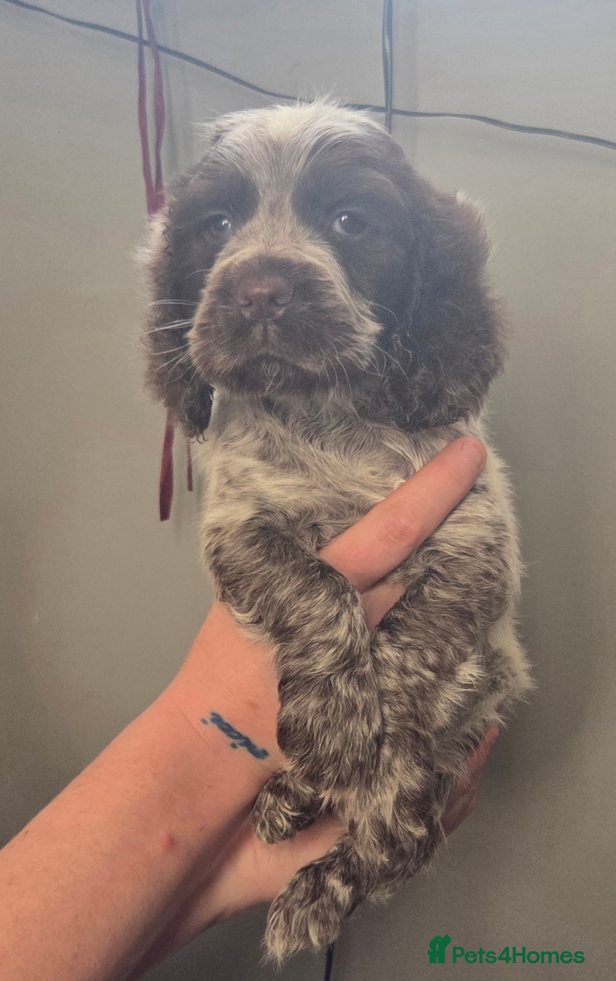 Cocker Spaniel dogs Cocker spaniels - Advert 1