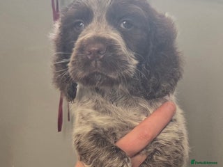 Cocker Spaniel dogs Cocker spaniels - Advert 1