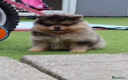Pomeranian dogs for sale: READY NOW-REDUCED!! TRUE TEDDY BEAR POMERANIAN - Image 7