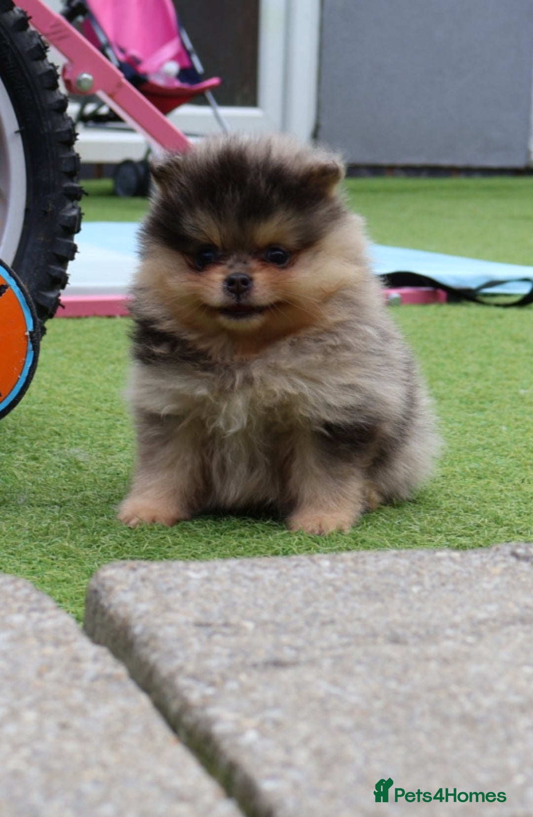 Pomeranian dogs for sale: READY NOW-REDUCED!! TRUE TEDDY BEAR POMERANIAN - Image 7