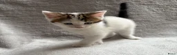 Mixed Breed cats for sale: Adorable Kittens Looking for Their Forever Home - Advert 8
