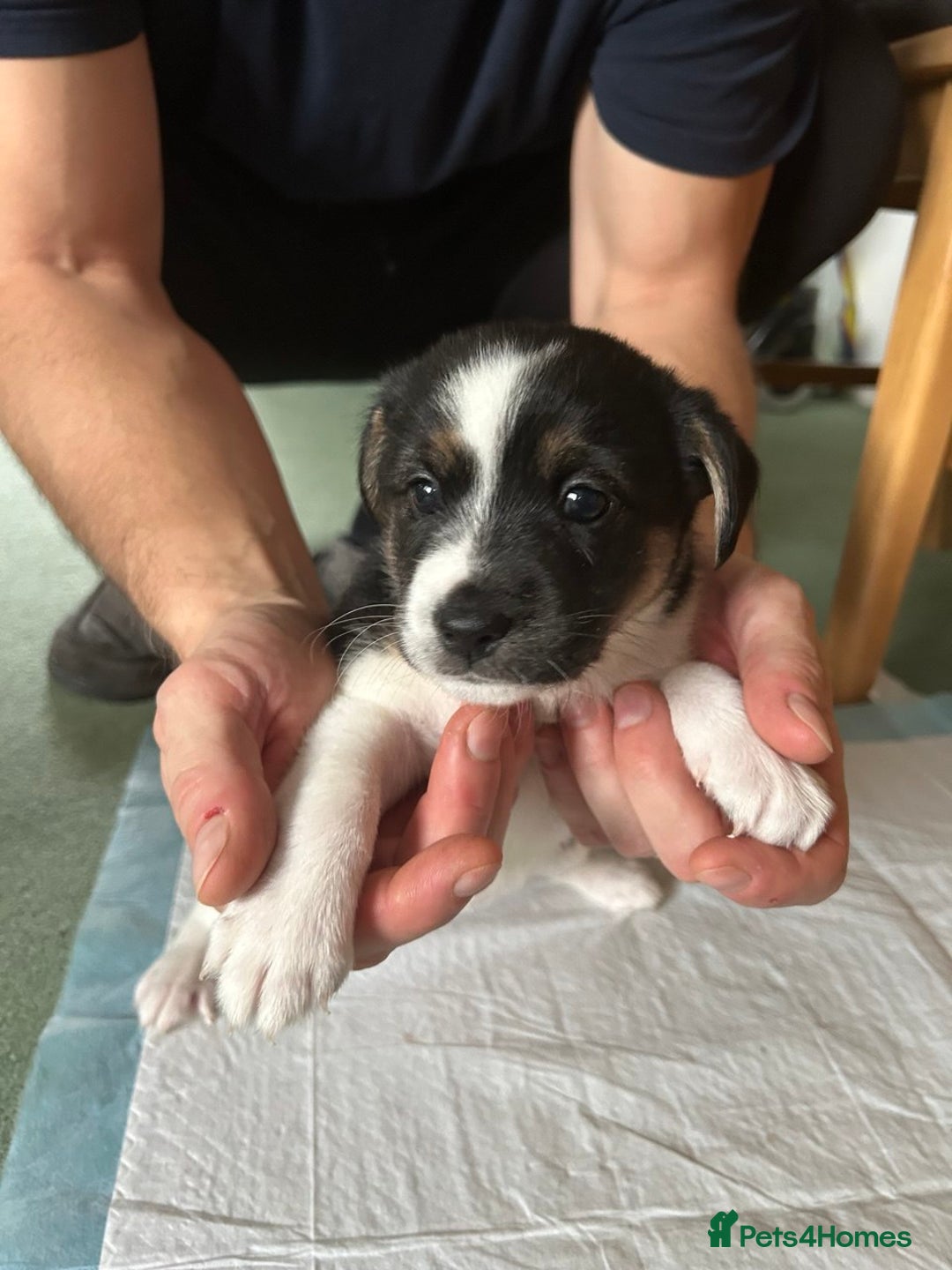 Mixed Breed dogs for sale: Puppies Jack Russel mixed breed - Image 5