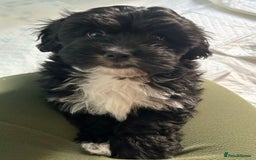 Mixed Breed dogs for sale: Expected puppies - Image 3