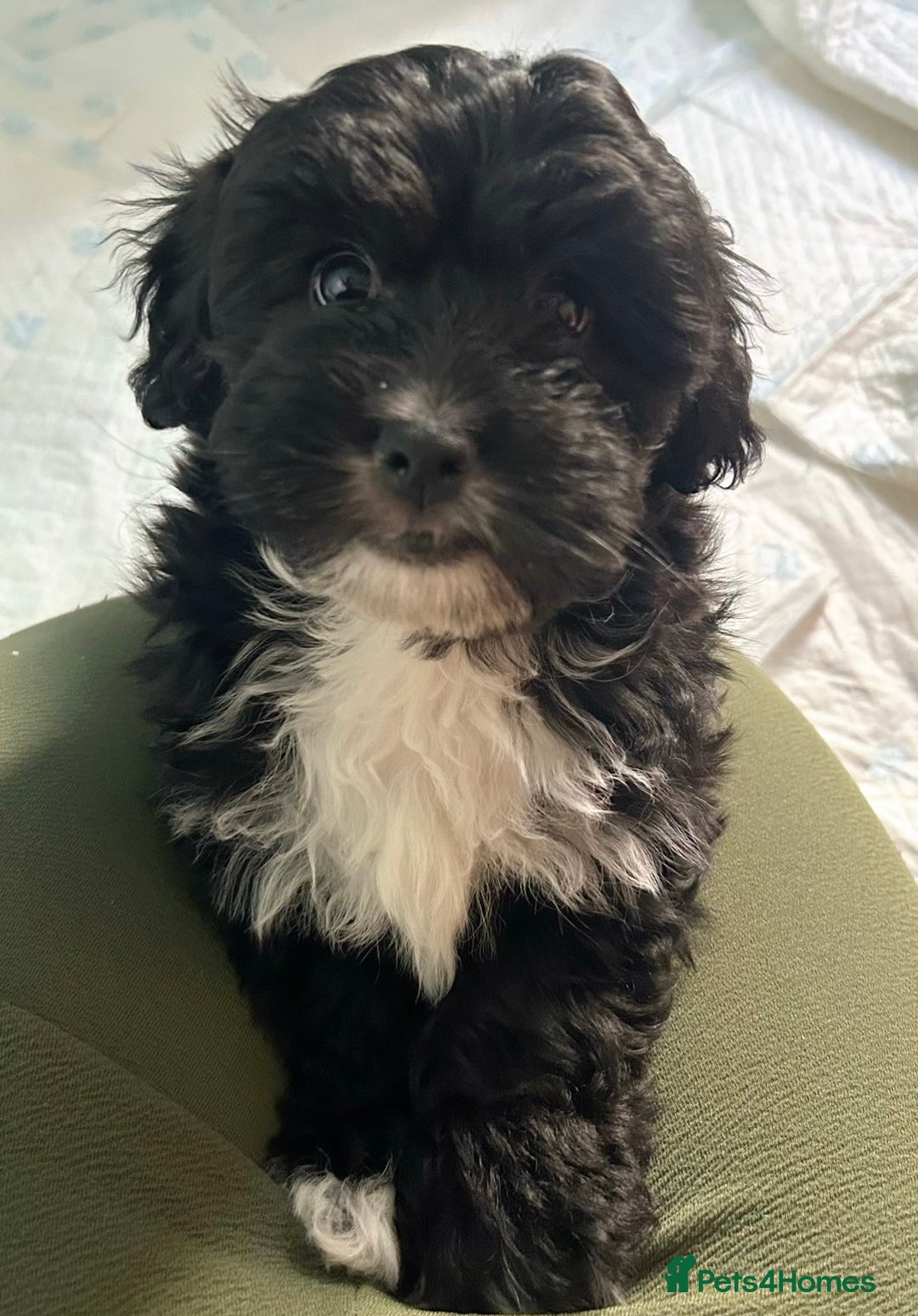 Mixed Breed dogs for sale: Expected puppies - Image 3