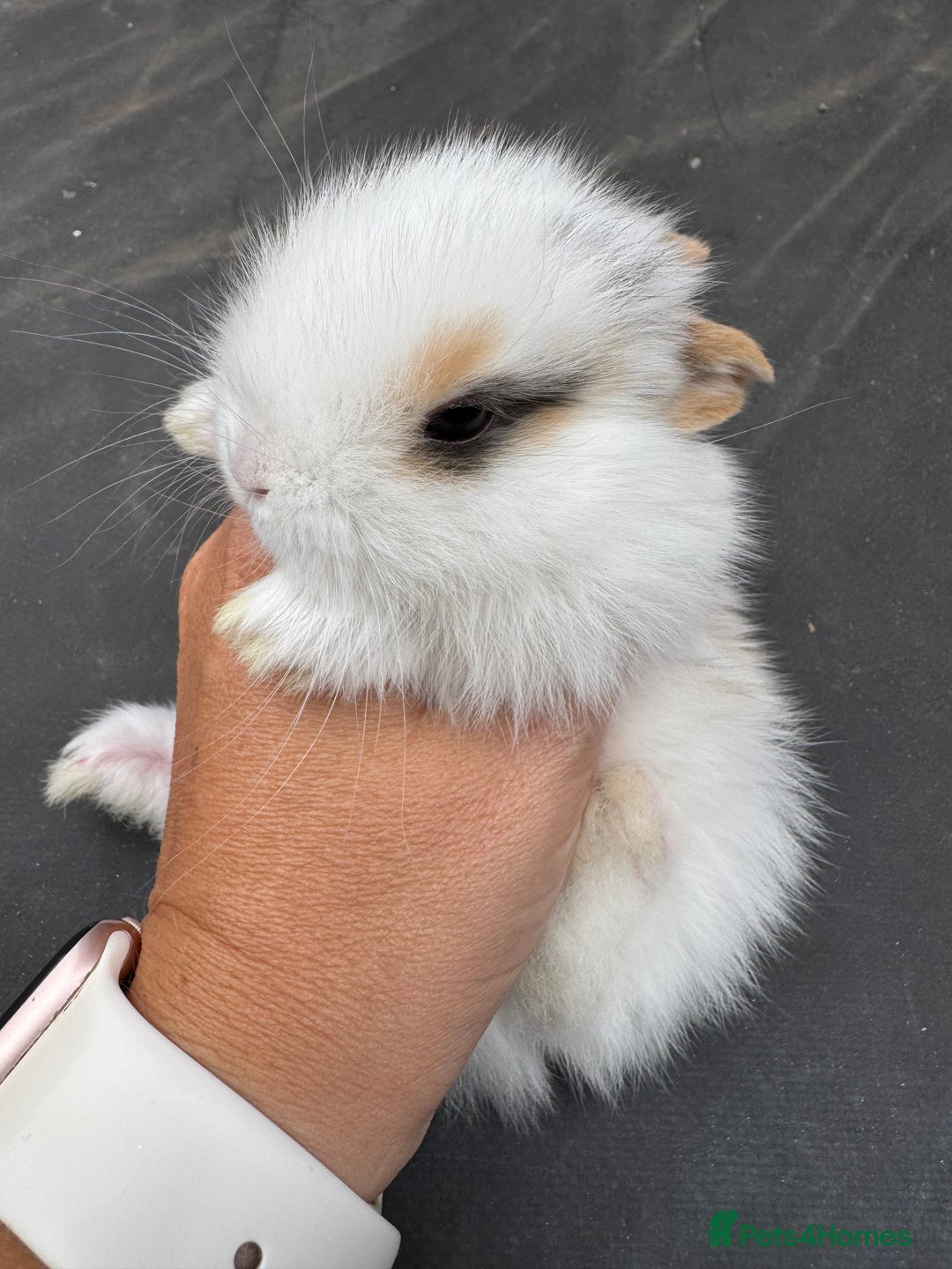 Mini Lop rabbits for sale: Pure bred min lop Babies  - Image 6