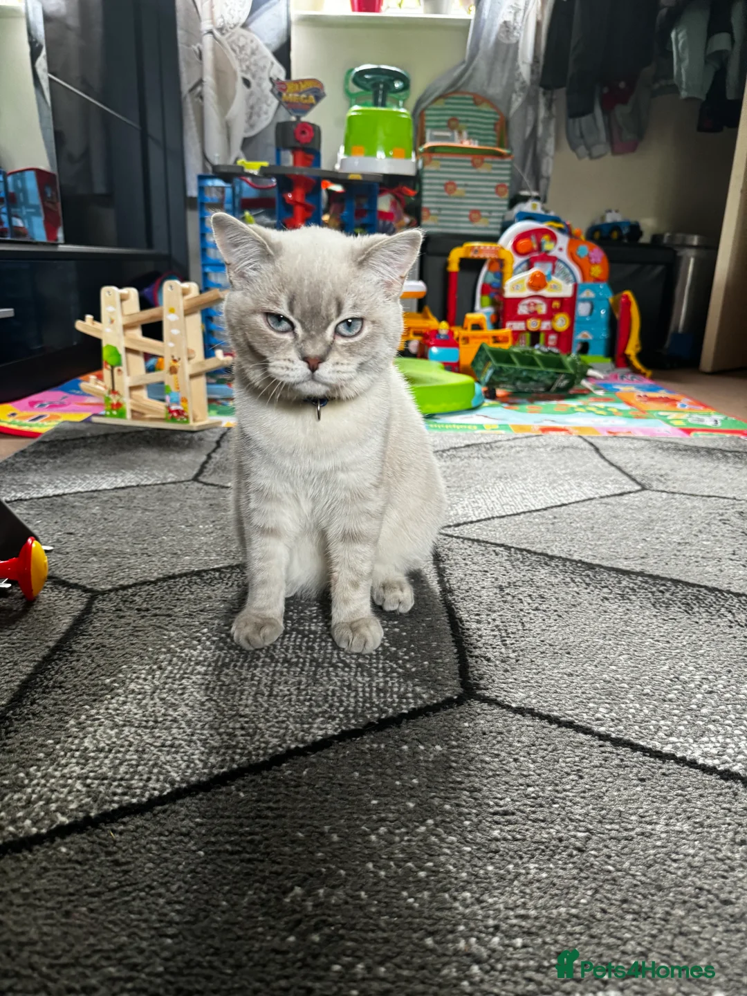 Scottish Fold cats for stud: Lovely Scottish Straight boy for stud in Milton Keynes - Advert 15