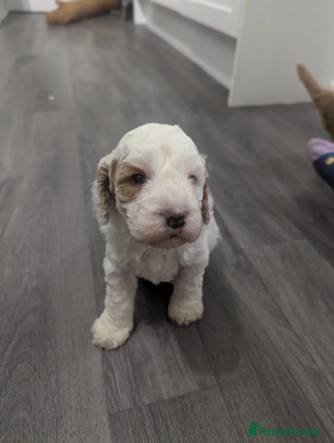 Cockapoo dogs for sale: 1 F2 cockapoo male left (Patches) in Dunmow - Advert 2