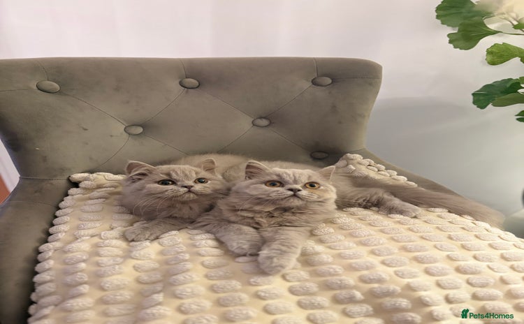 British Shorthair cats Gccf British long hairs £400 Each - Advert 1