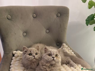 British Shorthair cats Gccf British long hairs £400 Each - Advert 7