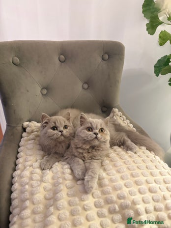 British Shorthair cats Gccf British long hairs £400 Each - Advert 1