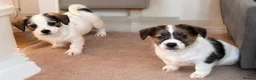 Jack Russell dogs for sale: Traditional short-legged Jack Russell puppy’s!  - Advert 3