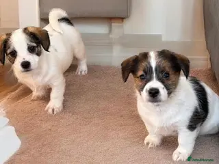 Jack Russell dogs Traditional short-legged Jack Russell puppy’s! - Advert 9