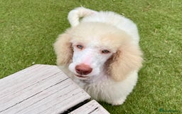 Standard Poodle dogs for sale: Stunning KC reg standard poodle  - Image 8