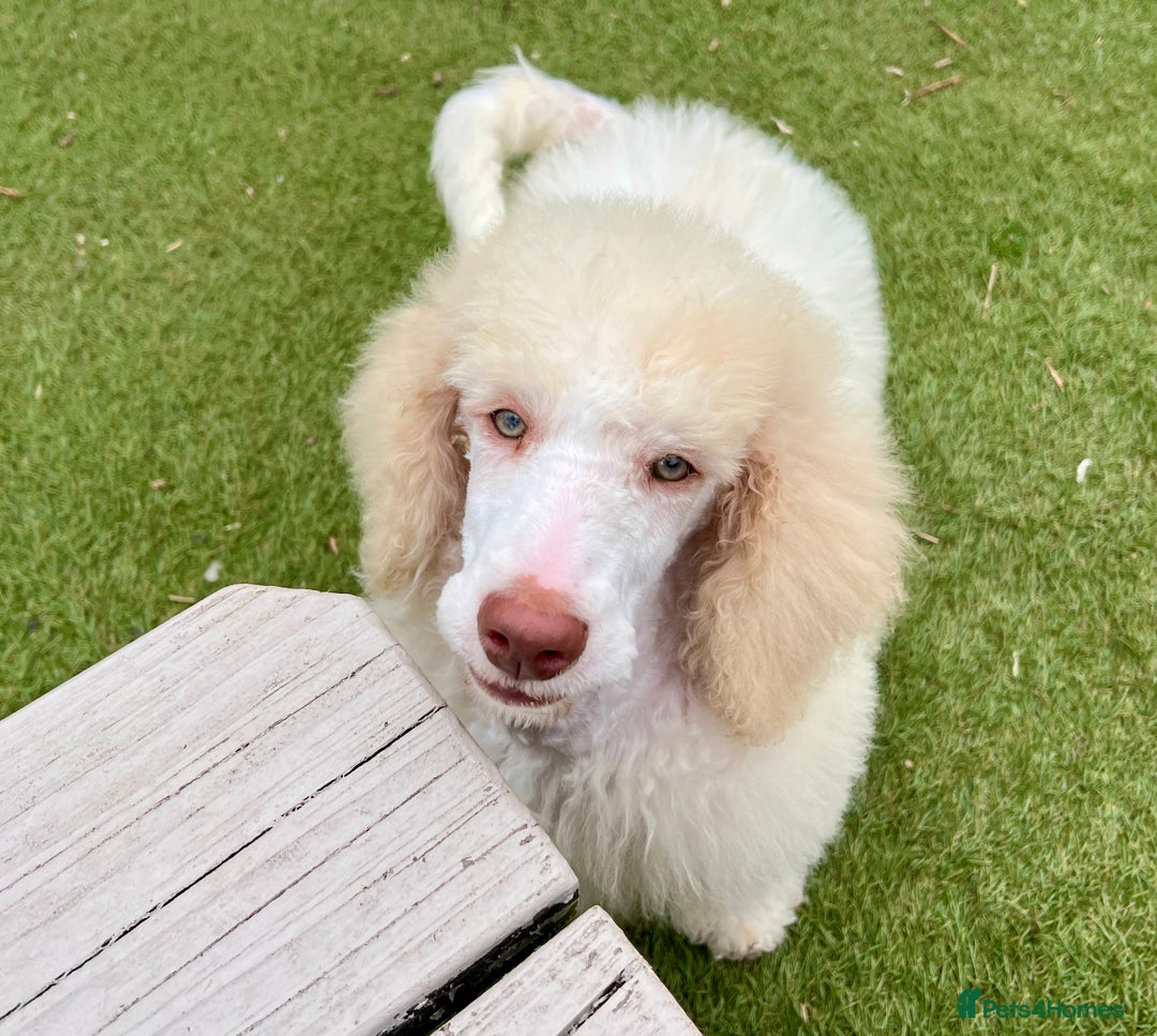 Standard Poodle dogs for sale: Stunning KC reg standard poodle  - Image 8