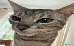 Bengal cats for sale: Bengal cats  - Image 4