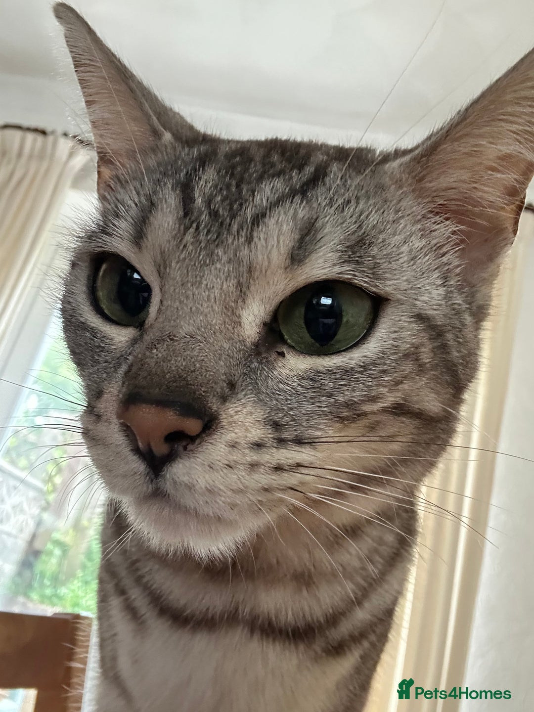 Bengal cats for sale: Bengal cats  - Image 4