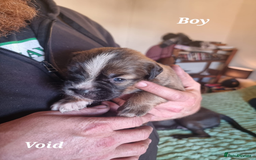 Mixed Breed dogs for sale: Stacksides litter - Image 11