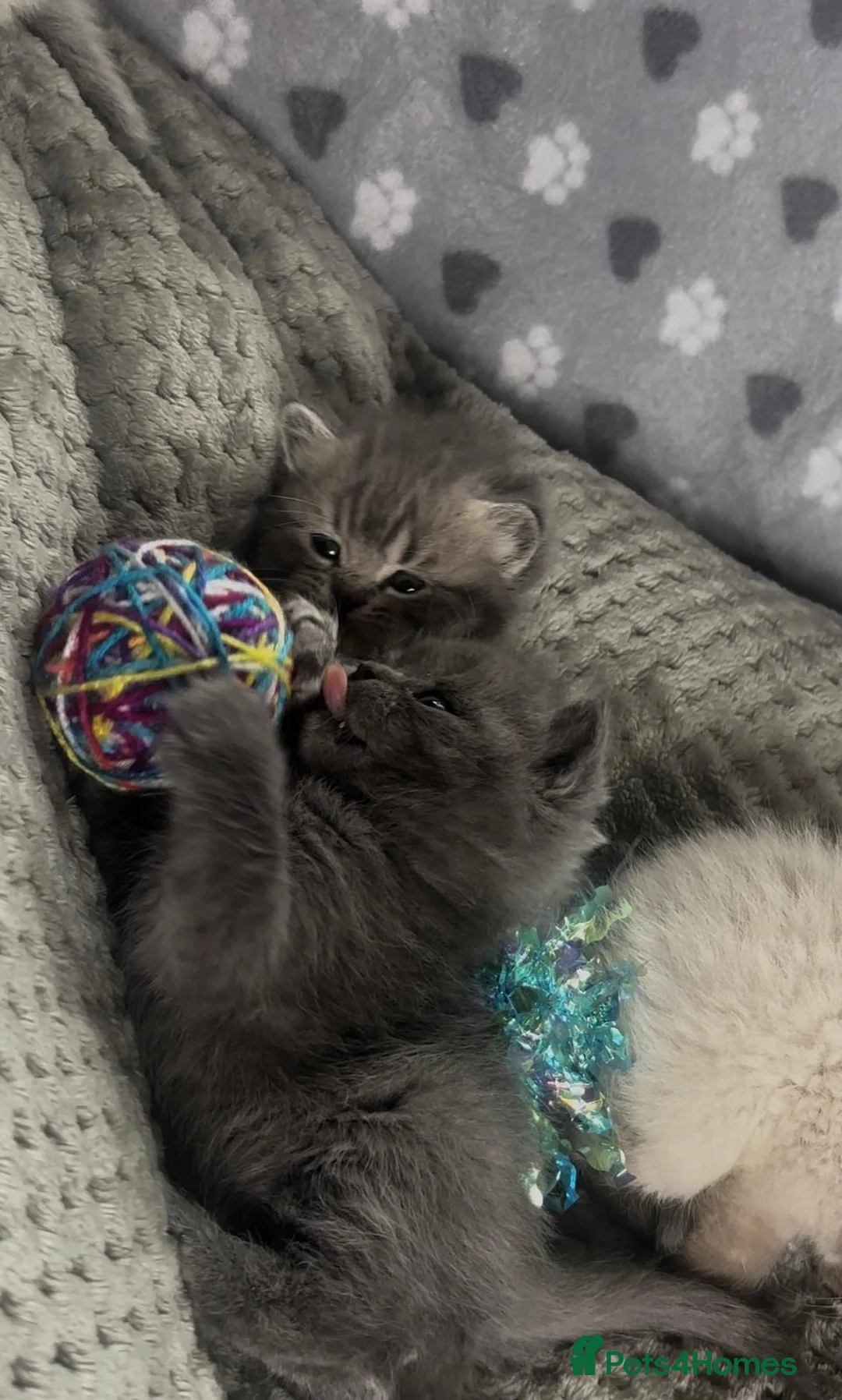 British Shorthair cats for sale: Beautiful rainbow 🌈 litter of bsh kittens  - Advert 11