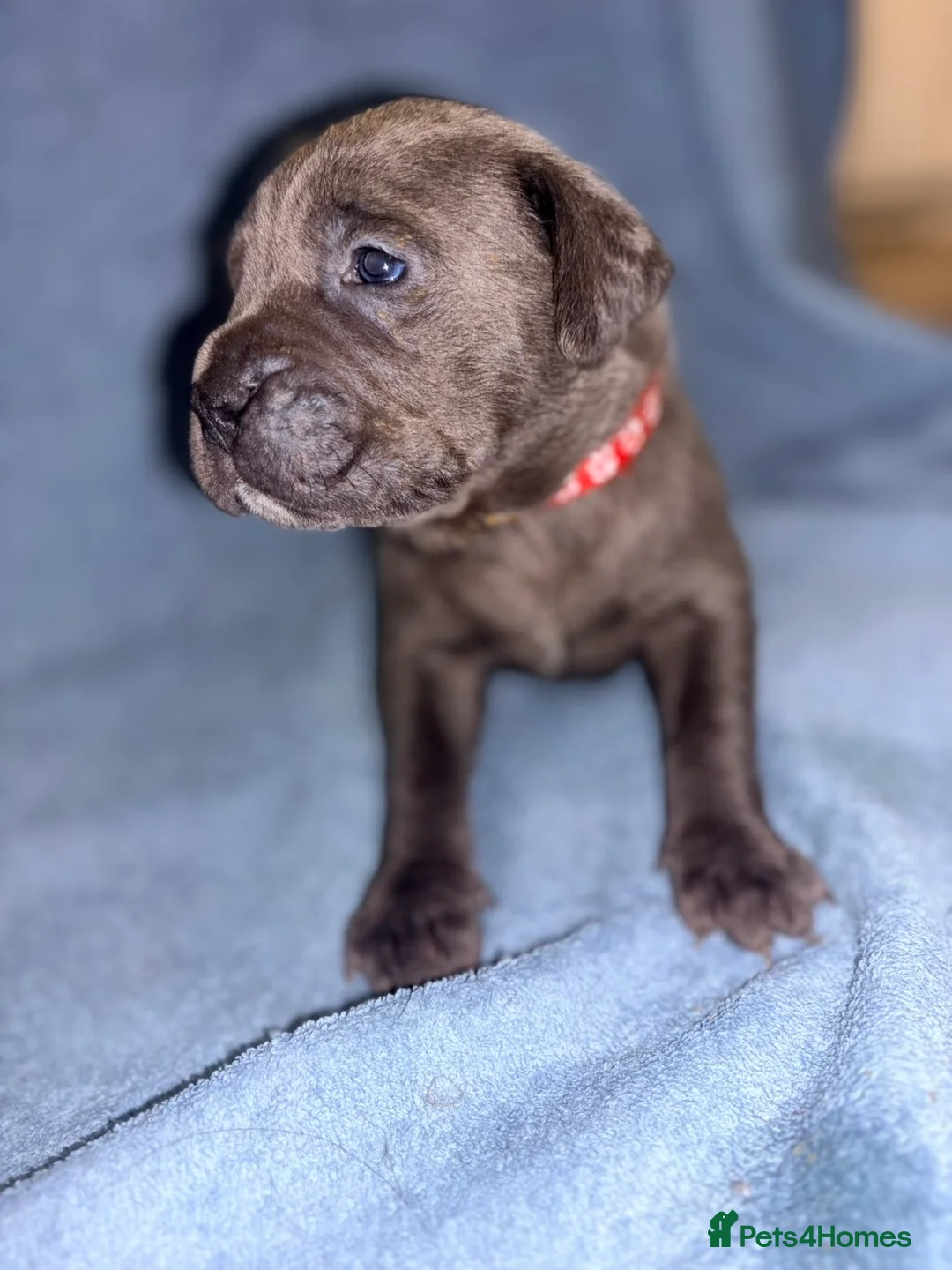 Cane Corso dogs for sale: 🏆 CHAMPION CANE CORSO PUPS 🏆/KC REGISTERED MERLE - Advert 30