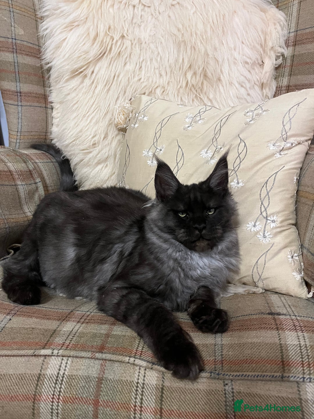 Maine Coon cats for sale: ⭐️Beautiful Maine Coon Kittens⭐️ - Image 9