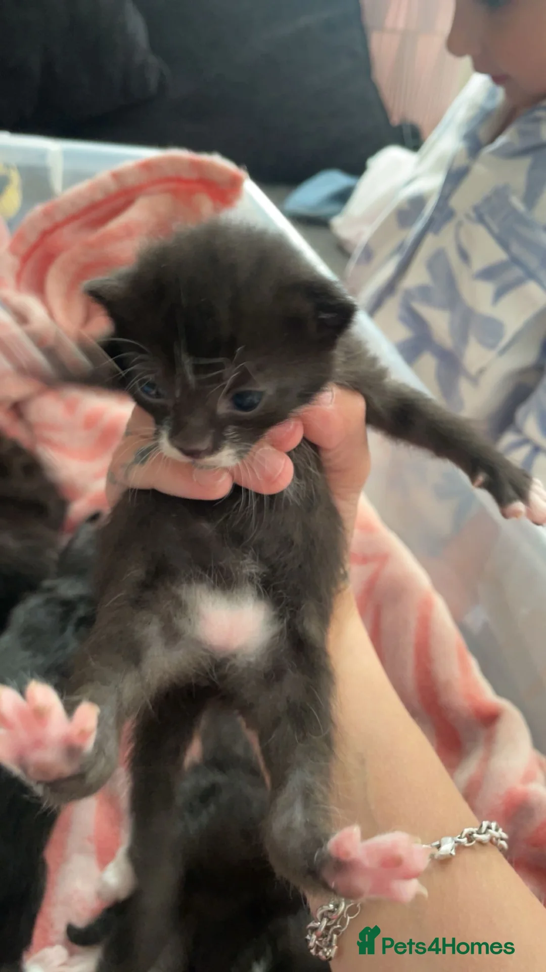 British Longhair cats for sale: Kittens in Llandudno - Advert 2