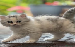 Persian cats for sale: Lovely Persian cats  - Image 19