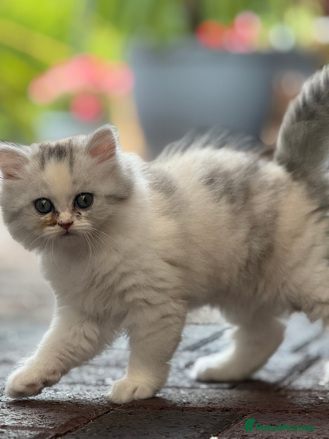 Persian cats for sale: Lovely Persian cats  - Image 19