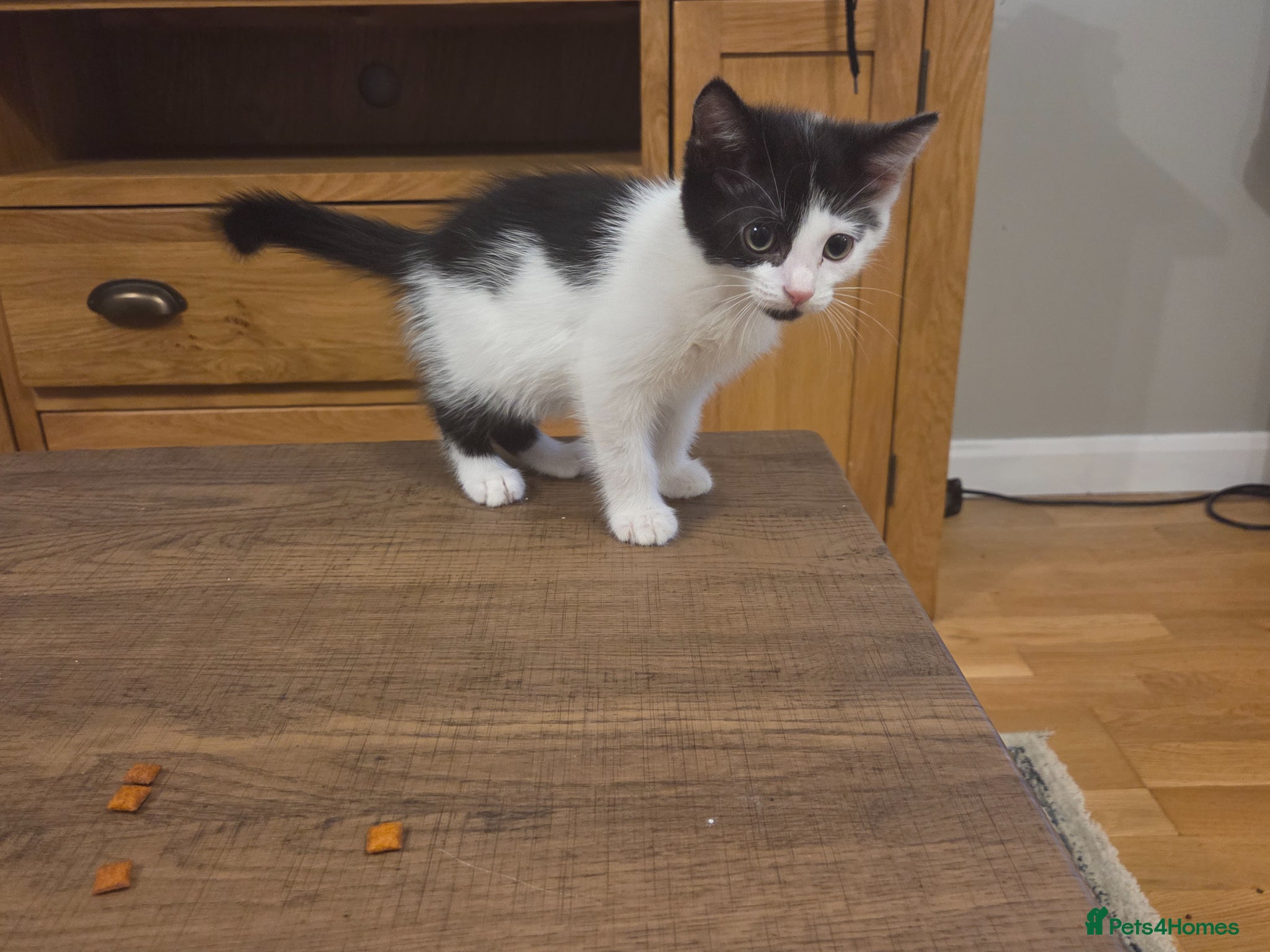 Mixed Breed cats 2 male kittens - Advert 1
