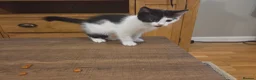 Mixed Breed cats for sale: 2 male kittens - Advert 1