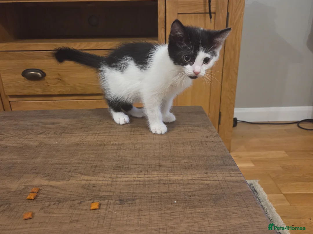 Mixed Breed cats for sale: 2 male kittens - Advert 1