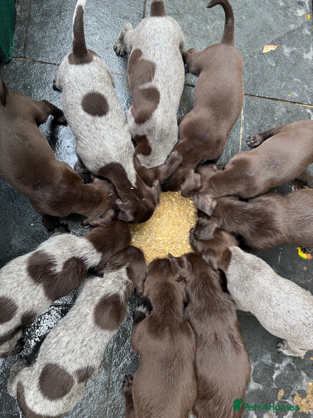 German Wirehaired Pointer dogs for sale: German Wire-haired Pointers of sale - Image 24
