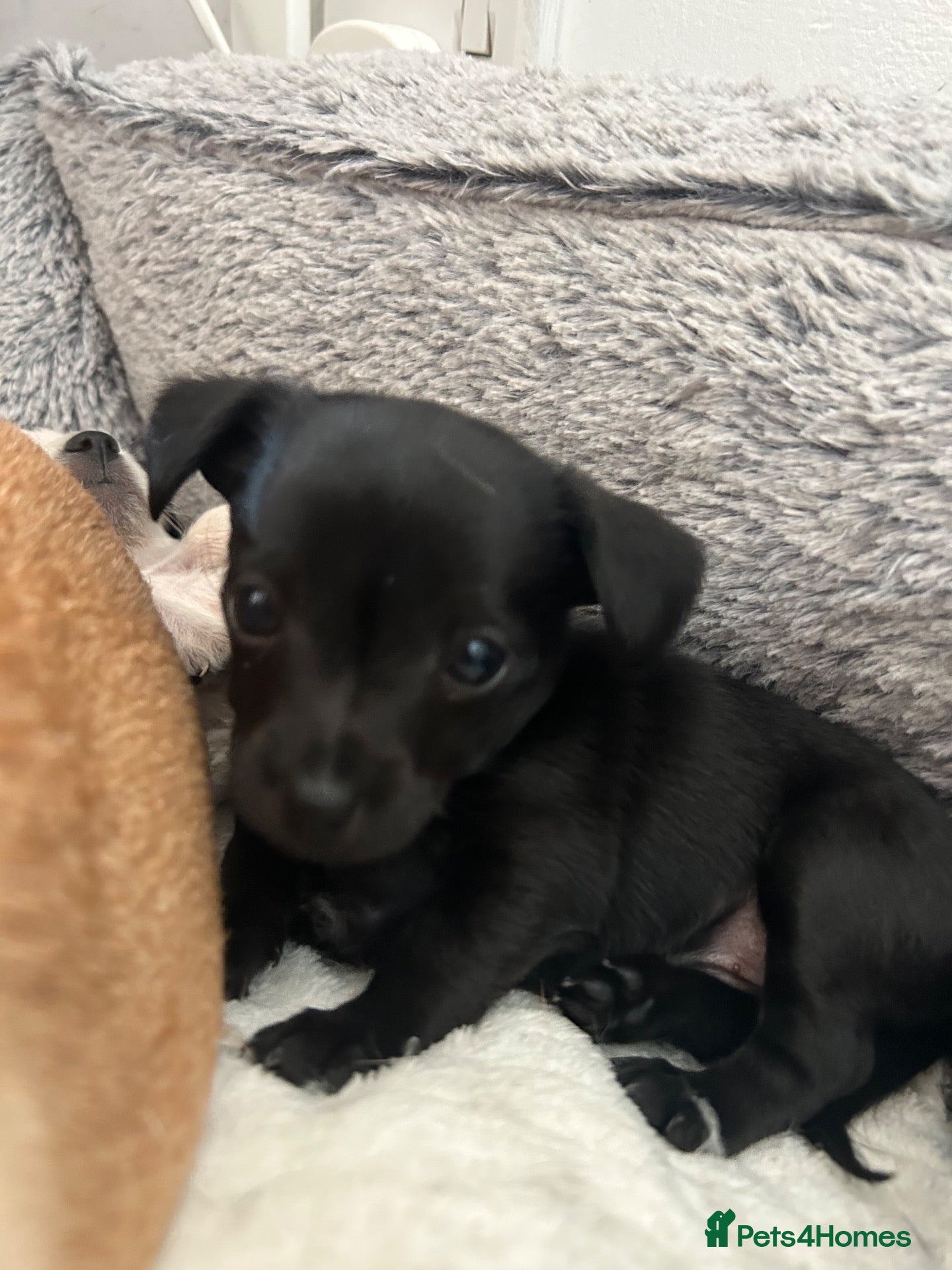 Mixed Breed dogs Chihuahua X puppies for sale - Advert 17
