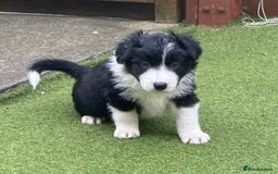 Border Collie dogs for sale: Puppy Border Collie - Image 7