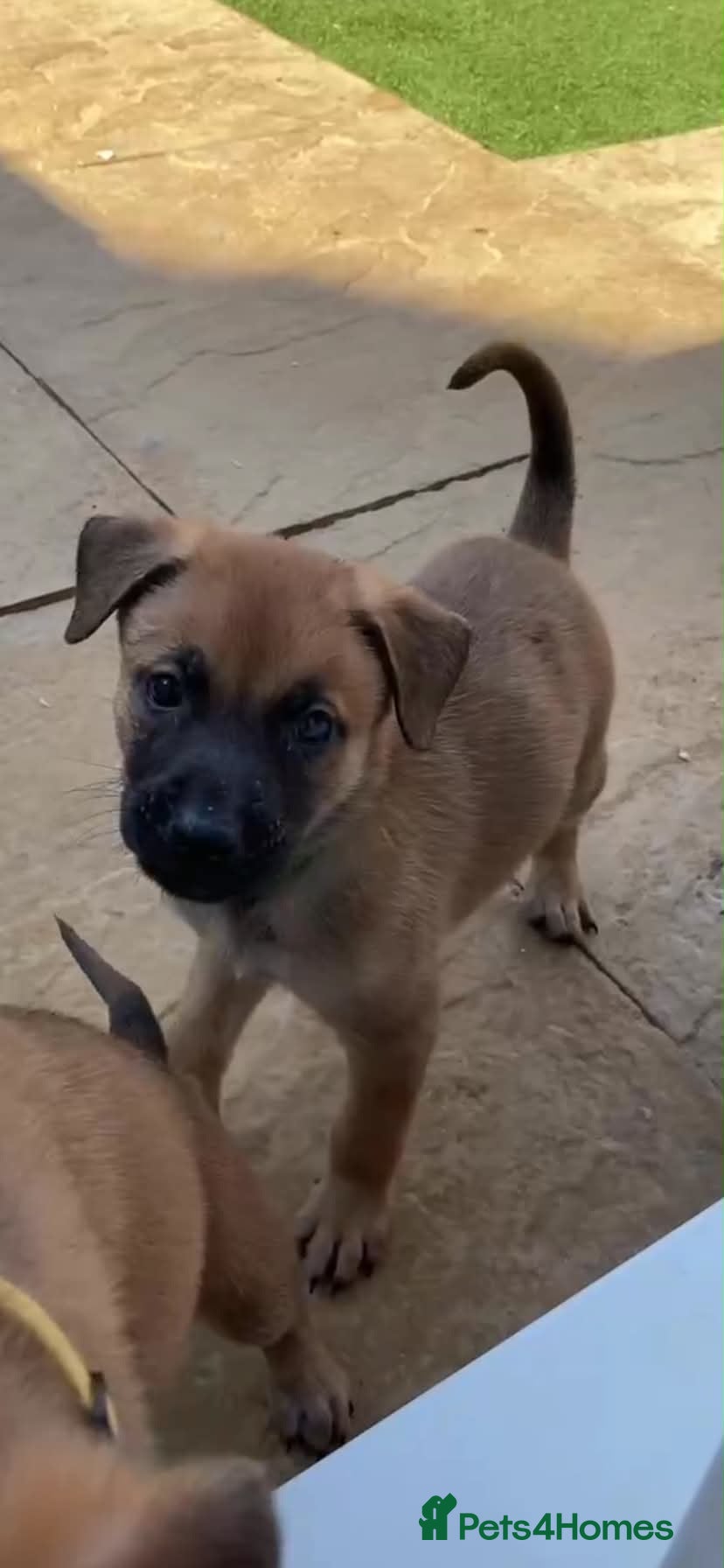 Mixed Breed dogs Mixed pups READY NOW - Advert 3