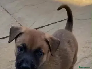Mixed Breed dogs Mixed pups READY NOW - Advert 3