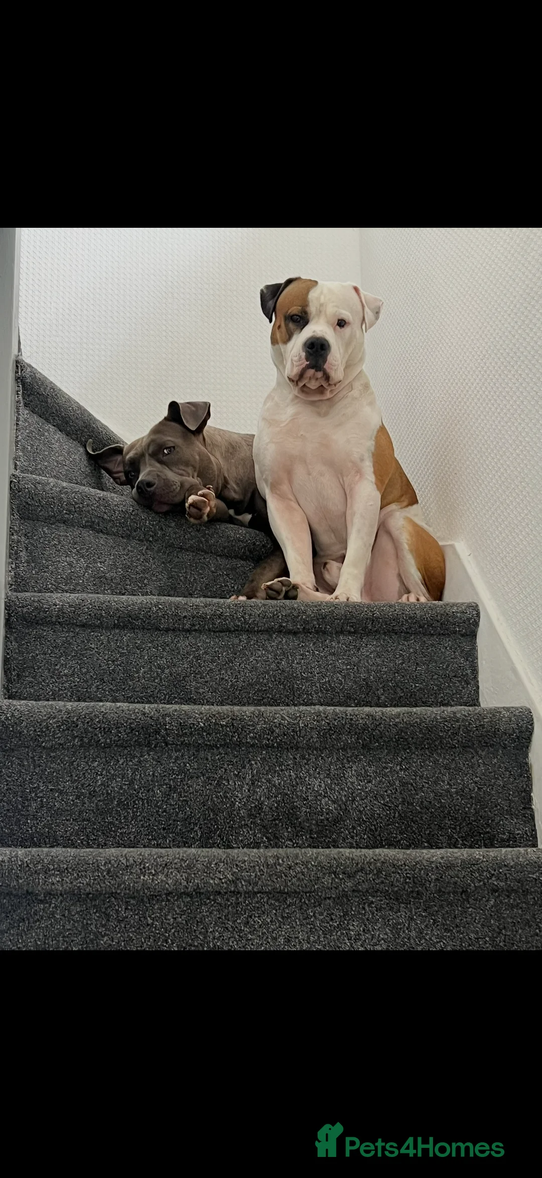 American Bully dogs for sale: American bully classic puppies for sale  - Advert 13