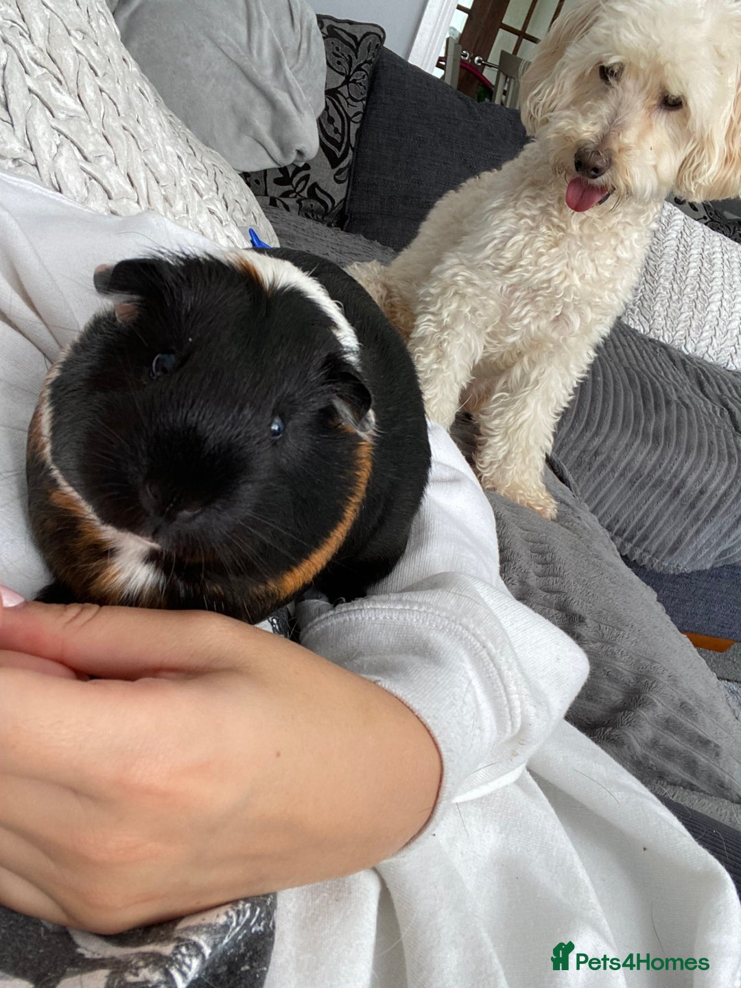 Guinea Pig rodents for sale: 4 girl guinea pigs plus cage and accessories  - Image 11