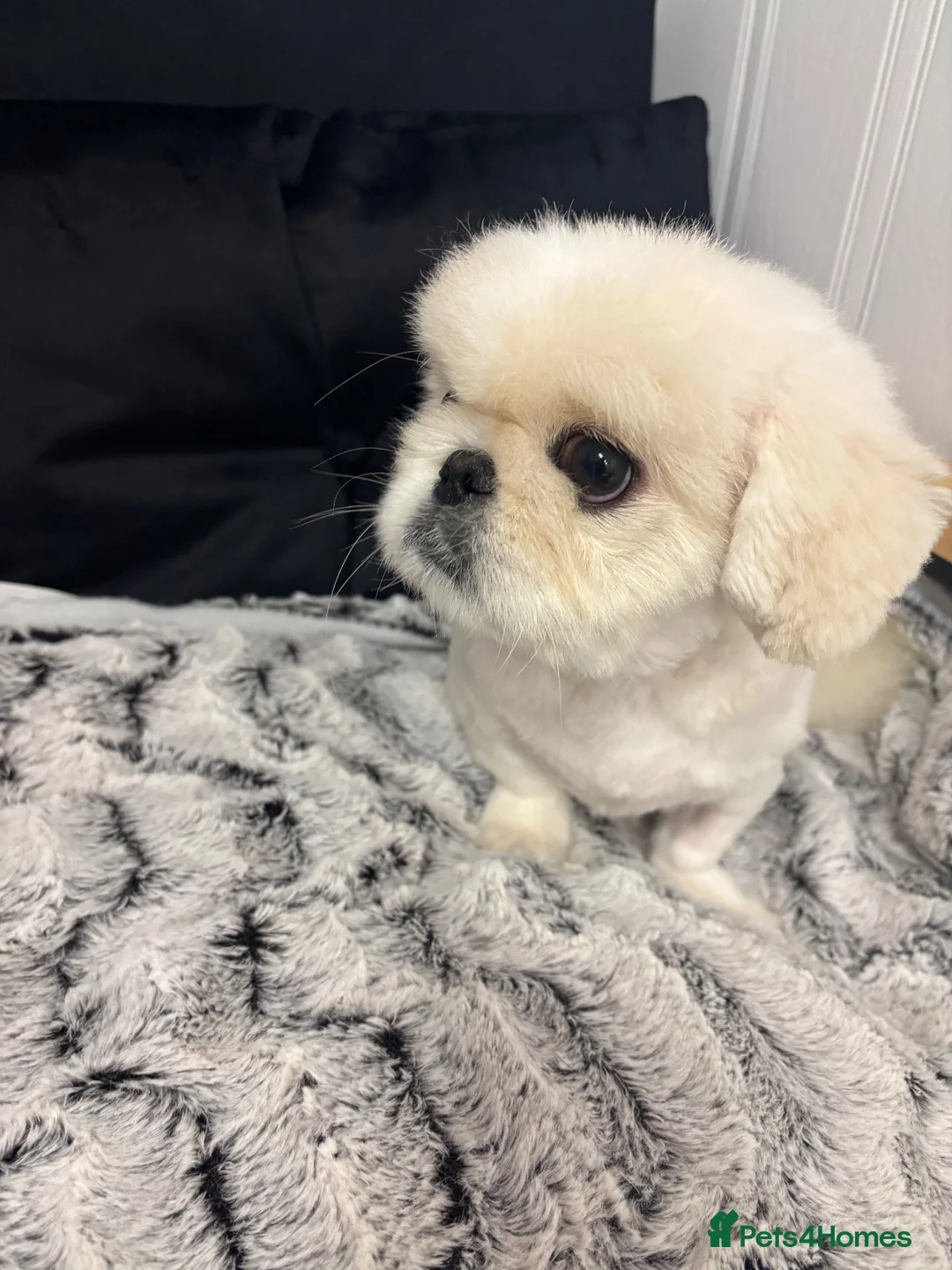 Pekingese dogs for sale: Top quality white male Pekingese  in Windsor - Advert 1