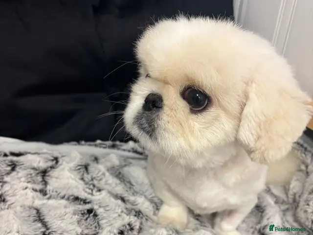 Pekingese dogs for sale: Top quality white male Pekingese - Advert 1