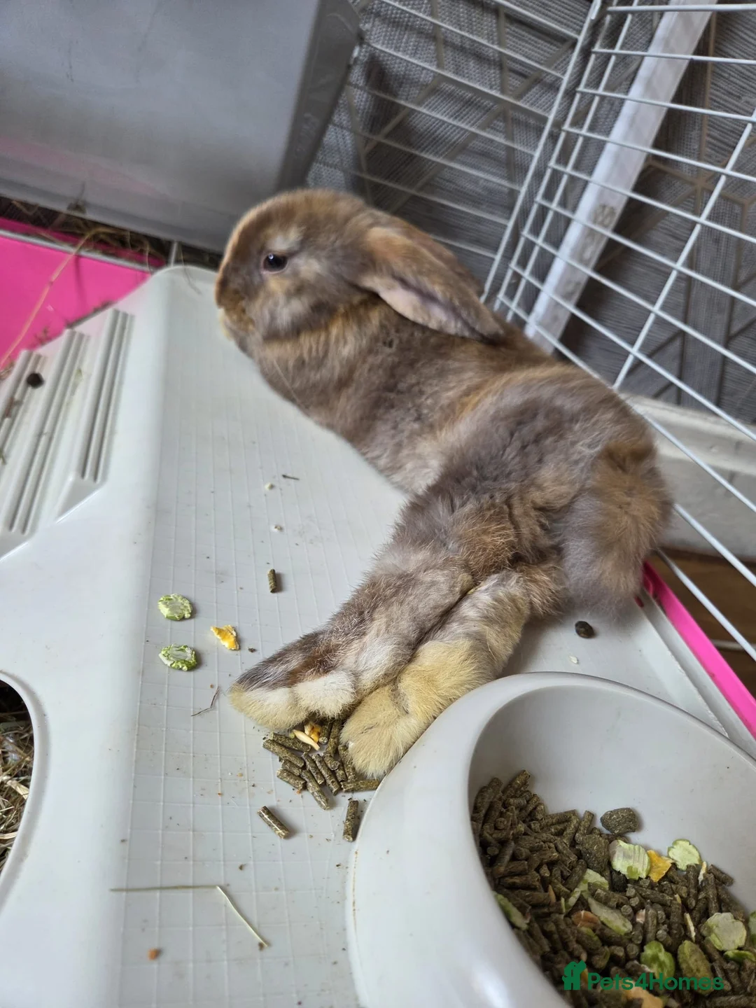 Mixed Breed rabbits for sale: Rabbits with cage  in Leeds - Advert 4