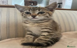 Domestic Shorthair cats for sale:  Tabby Kitten Female - Image 6