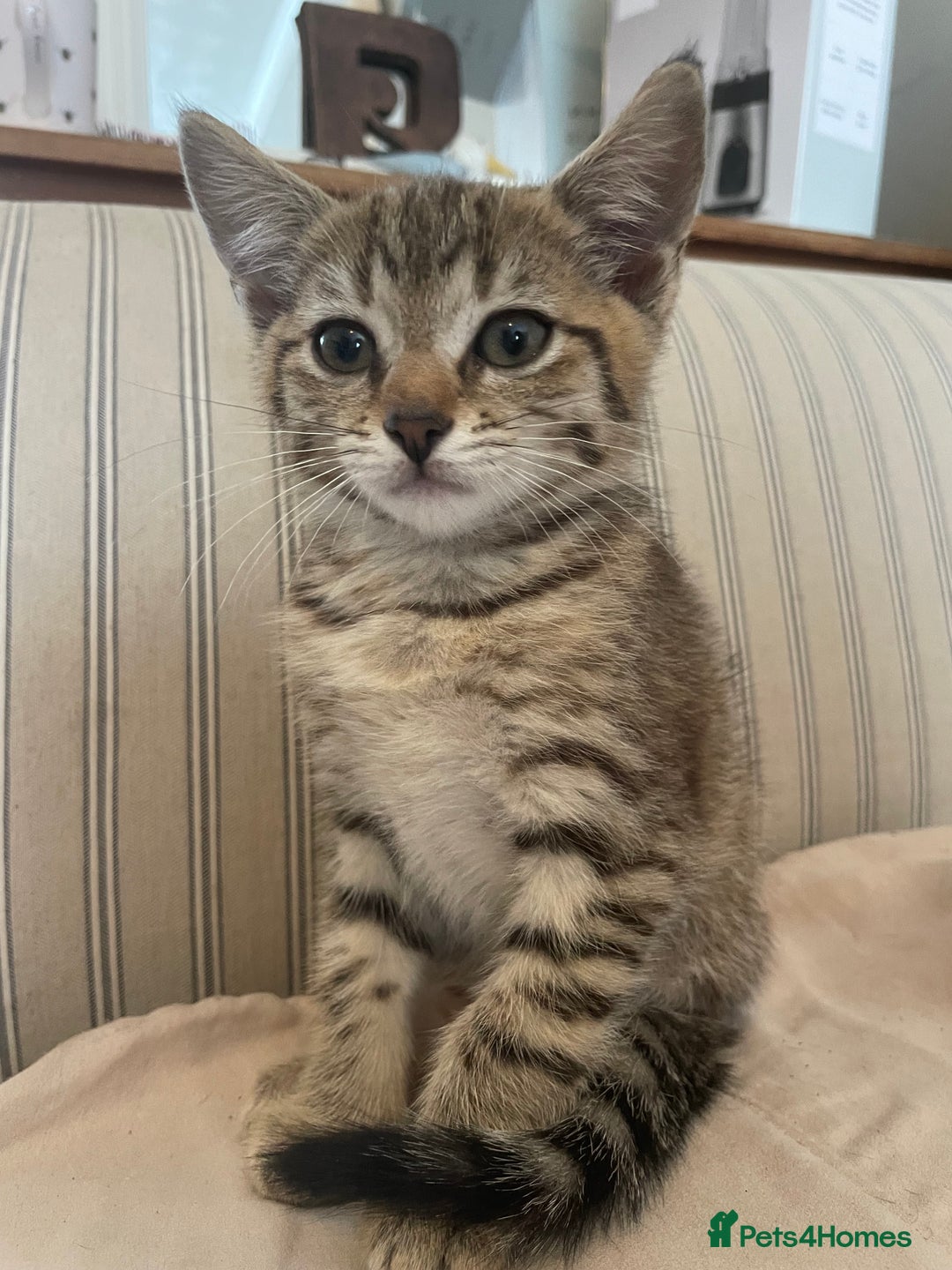 Domestic Shorthair cats for sale:  Tabby Kitten Female - Image 6
