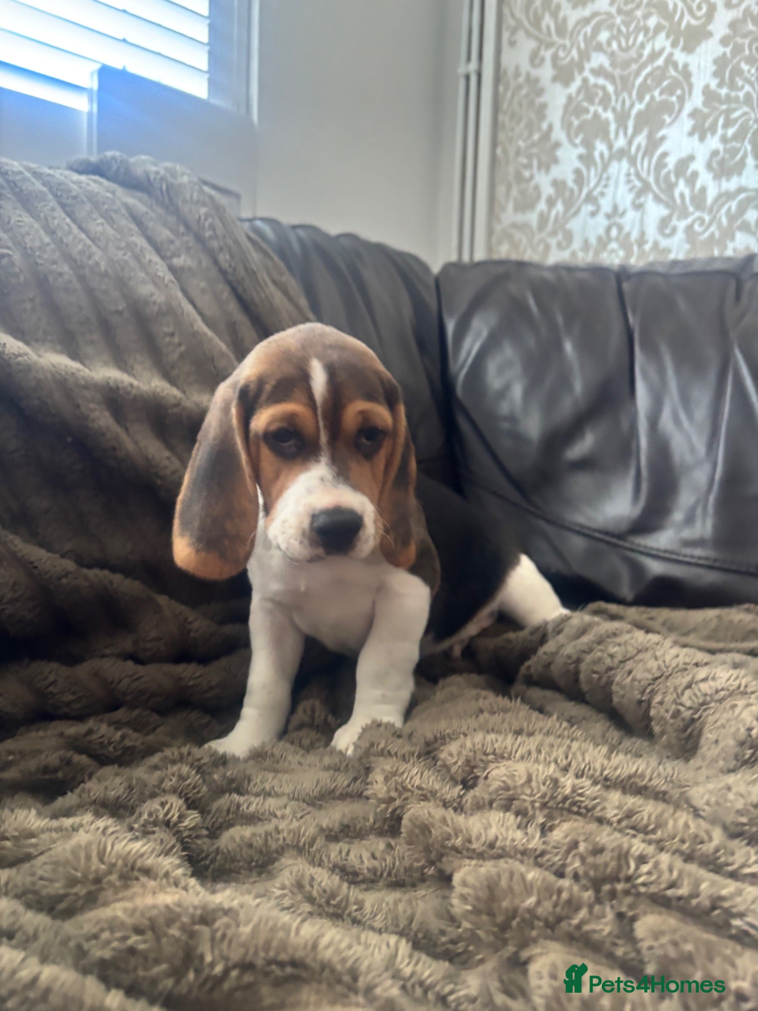 Beagle dogs Stunning Beagles(ready now) - Advert 2