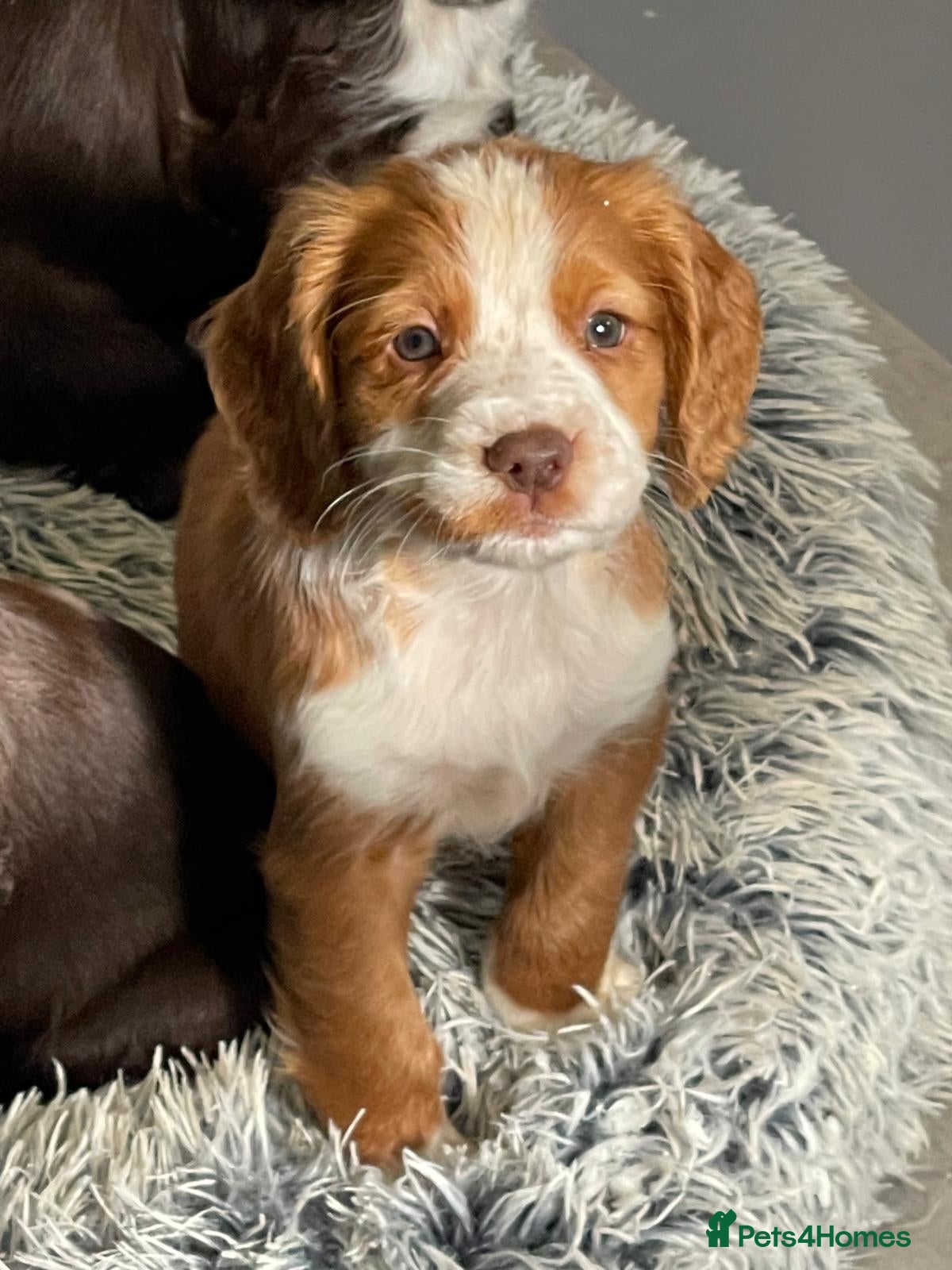 Cocker Spaniel dogs 💥READY TO LEAVE FRIDAY💥 Cocker Spaniel puppies - Advert 1
