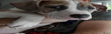Rosie