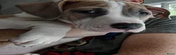 American Bulldog dogs for sale: Exceptional American Bulldog Puppies - Advert 24