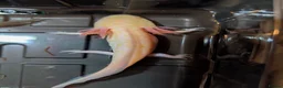 Axolotl reptiles for sale: Beautiful hypo baby Axolotls available last few  - Advert 20