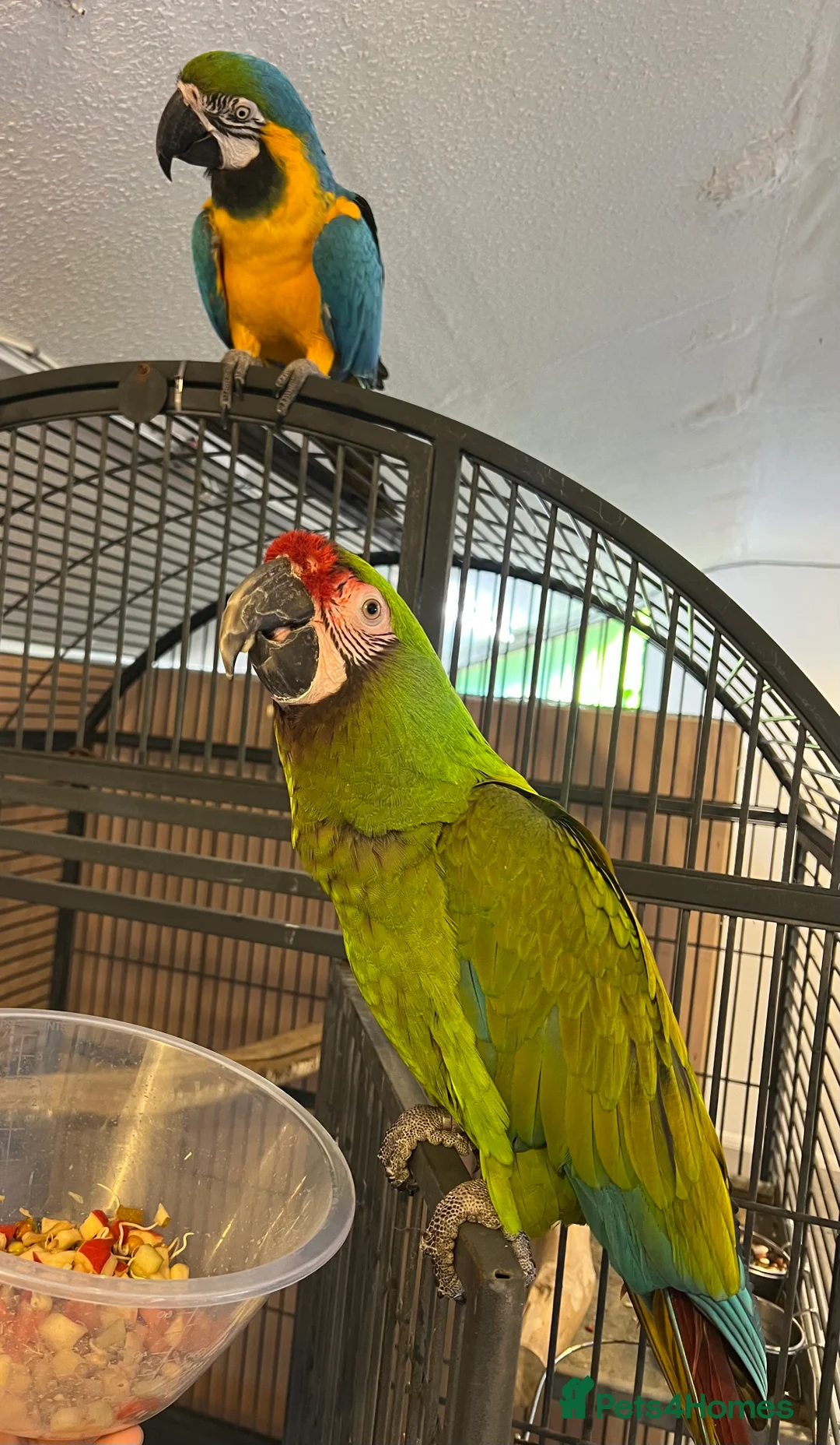 Macaws birds for sale: Bonded Breeding Pair Military, Blue & Gold Macaw - Advert 3