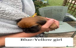 Boxer dogs for sale: Bunch of Boxer Babies - Image 11
